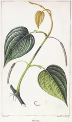 Bétel, placa botânica, c.1810